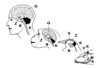 Kleinhirn Kleinhirn